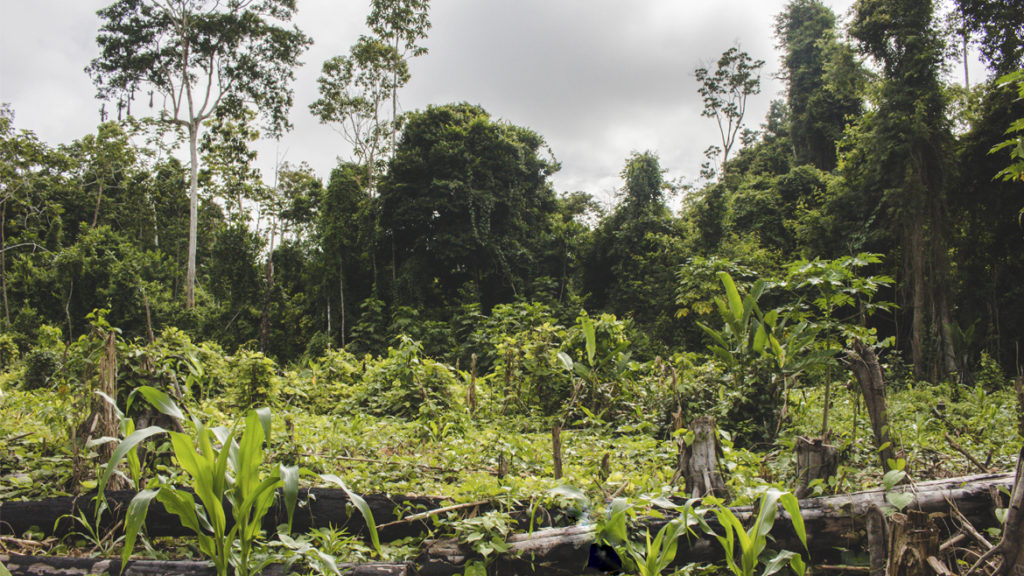 Seis desafíos y recomendaciones para minimizar los riesgos de corrupción en la gestión forestal y REDD+