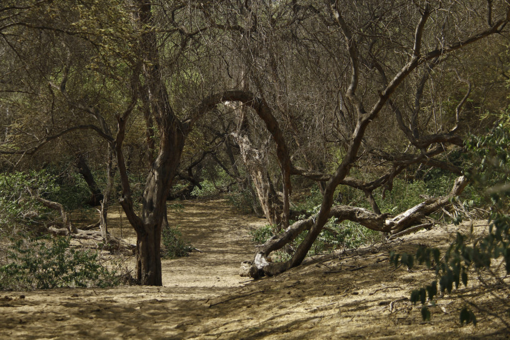 bosques_secos-deforestacion-conservacion-biodiversidad-peru-6